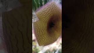 bunga stapelia  stapelia flower succulent plants garden [upl. by Hayalat127]