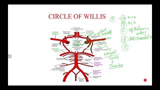 AnatomyquotCircle of Willisquot Blood Supply of BrainEasy to rememberanatomy brain science biology [upl. by Conlon]