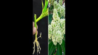 How to grow alstonia scholaris from alstonia scholaris cutting With Using Dragon cutting [upl. by Ias]