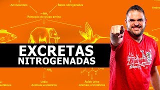 EXCRETAS NITROGENADAS TEORIA  RESUMO [upl. by Larkins]