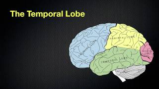 067 The Anatomy and Functions of the Occipital and Temporal Lobes [upl. by Arrekahs358]