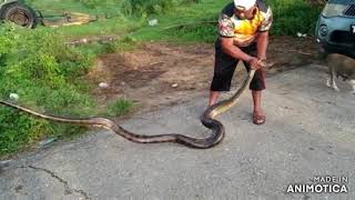 Green Anaconda at Icacos Point [upl. by Odarnoc]