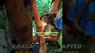 This is Dumbest Koala With EVER Exist 😲 [upl. by Ehtiaf]