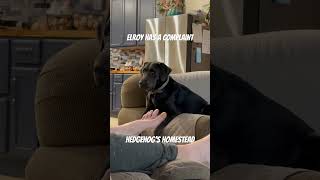 Elroy has a complaint funnydogvideos [upl. by Iruahs398]