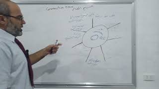 الخلايا المتوسطية Mesenchymal cells [upl. by Idyh]