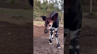 Okapi Most Intrested Facts okapi animals wildanimals facts wildlife nature [upl. by Euqininod]