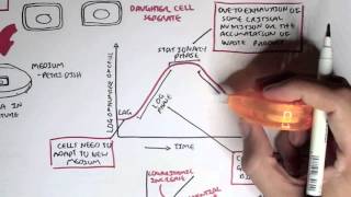 Microbiology  Bacteria Growth Reproduction Classification [upl. by Neva]