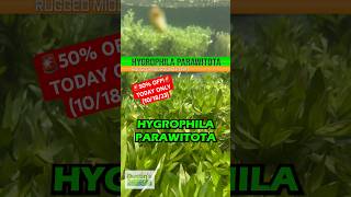 🚨50 OFF🚨 Hygrophila Corymbosa Parawitota TODAY ONLY 101823 Shop Now [upl. by Ainel]