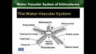 Water Vascular System of Echinoderms  Animal Diversity Invertebrates  ZOO512TTopic218 [upl. by Nohsad]