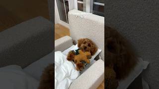 it’s bath time puppy poodle asmr pets viral funny dog doglife [upl. by Nayek]