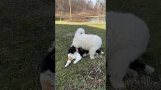 Cotton the Samoyed puppy makes a kitty friend [upl. by Atsirhcal356]