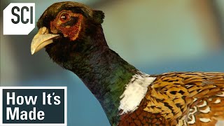 How Its Made Pheasant Breeding [upl. by Akiehsat]