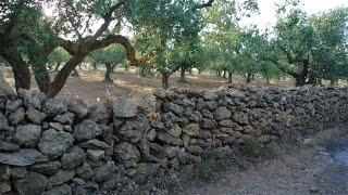 Nocellara del Belice Olives and Olive Oil [upl. by Drol]