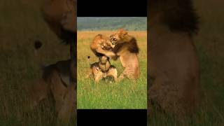 lions crazy fighting subscribe nature animals fighting lion [upl. by Eiroj]