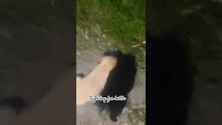 Cute puppies fighting for bottle😍 shorts youtubeshorts youtube ytshorts trending shortsfeed [upl. by Ahseenak]