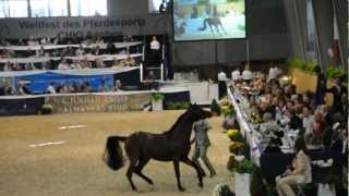 World Equestrian Festival Vollblutaraber Chio Aachen Arabian Horses [upl. by Arret646]