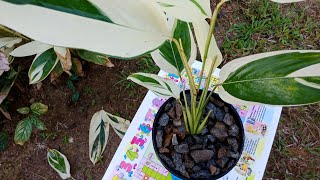 How to plant Alpinia zerumbet plantbeautiful looks ofAlpinia zerumbet [upl. by Nirik]