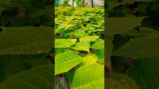 Poinsettiaready to bloom🌸 gardening flowers poinsettia [upl. by Alleda]