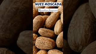 NUEZ MOSCADA  plants medicine medicinalplants agroecology bio shorts agro world new [upl. by Aihseyt]