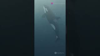 Orcas vs Sharks New Killer Whale Species Takes on Sharks [upl. by Ahlgren]