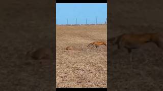 Hunting Greyhounds and saluki Rabbit hunt 2024doglover greyhound [upl. by Stephan]