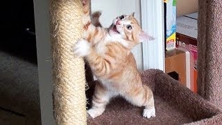 Cutest Kitten FAILS [upl. by Ranilopa880]