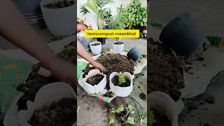 Kalanchoe repotting 😍youtubeshort terracegarde kalanchoeplant [upl. by Rosabelle641]