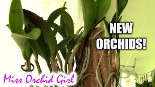 Major orchid haul  Schwerter orchids and some others [upl. by Davida73]