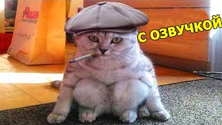 СМЕШНАЯ ОЗВУЧКА ЖИВОТНЫХ😹ПРИКОЛЫ ПРО КОТОВ и СОБАК [upl. by Wally]