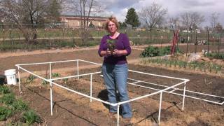 HOW TO GROW STRAWBERRIES VIDEO [upl. by Feldman]