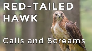 Redtailed Hawk Calls and Sounds 2024  Have you heard this raptor before ID Guide [upl. by Nomal]