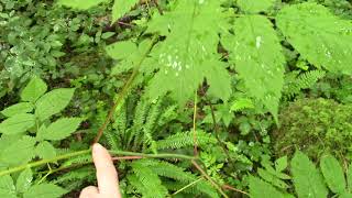 Goats Beard Aruncus dioicus [upl. by Zeiler636]