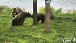 Katmai Bear CamLower River  909 amp 910 family play time Part 1  exploreorg 83022 [upl. by Almeeta]