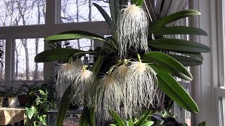 Bulbophyllum medusae blooms • Paph Michael Koopowitz blooms • Zygo buds split [upl. by Tiler606]