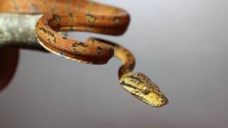 Corallus hortulanus Amazon tree boa [upl. by Drusie270]