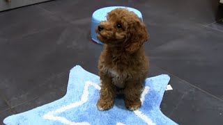 Cockapoo puppy training  6  sit wait mat wait at door [upl. by Fanchie456]