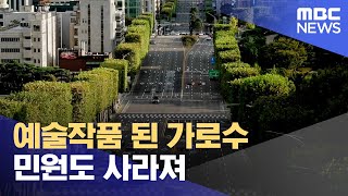 예술작품 된 가로수 민원도 사라져 20241024뉴스데스크포항MBC [upl. by Borreri]