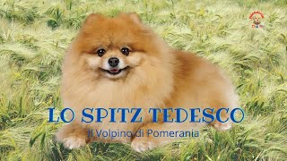 Lo Spitz Tedesco Il Volpino Pomerania [upl. by Farwell]