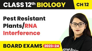 Pest Resistant PlantsRNA Interference  Class 12 Biology Chapter 12 NCERTNEET 202223 [upl. by Inej]