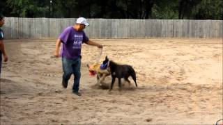 Training Greyhounds to Race [upl. by Yssim]