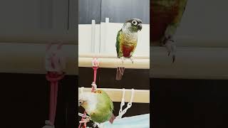 Green cheek conure birds [upl. by Abehshtab]