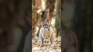 Amazing facts about the Red legged Pademelon wildlife animals amazingfacts interestingfacts [upl. by Willmert317]