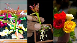 Easiest way to grow Different color rose tree from cuttings  Rose tree propagation method [upl. by Baryram]