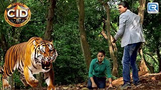 क्या अभिजीत बच पायेगा इस खरतनाक Tiger से   CID  Crime Show  Latest Full Epiosde [upl. by Jada]