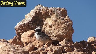 Singing Redrumped Wheatear and Trumpeter Finch  Tagdilt Track  Birds of Morocco [upl. by Gonta]