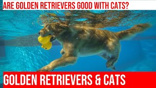 Are Golden Retrievers Good With Cats  Get the Facts [upl. by Jenine812]