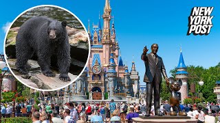 Bear’s shocking visit to Disney World forces multiple ride closures [upl. by Naneek553]