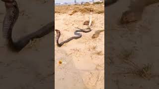 mongoose vs snake video [upl. by Keller]