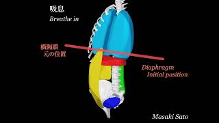 丹田呼吸・表  基礎（TandenBreathing） [upl. by Dihahs]