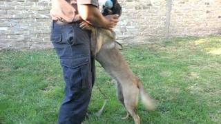 Belgian malinois dog  high ball drive [upl. by Attela79]